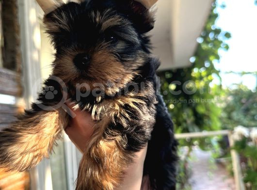 Yorkshire Terrier Teacup Yavru görsel