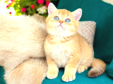 Lisanslı Üretim Evinden British Shorthair Golden