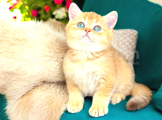 Lisanslı Üretim Evinden British Shorthair Golden görsel