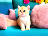 Lisanslı Üretim Evinden British Shorthair Golden