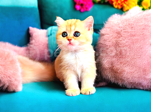 Lisanslı Üretim Evinden British Shorthair Golden görsel