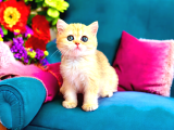 Lisanslı Üretim Evinden British Shorthair Golden