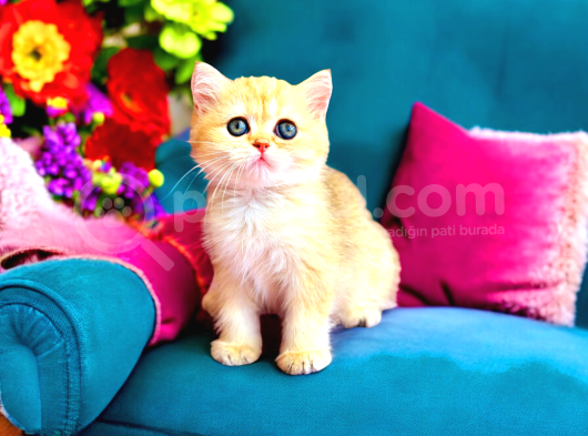 Lisanslı Üretim Evinden British Shorthair Golden