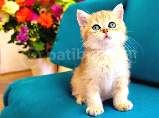 Lisanslı Üretim Evinden British Shorthair Golden görsel