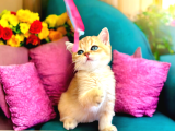 Lisanslı Üretim Evinden British Shorthair Golden