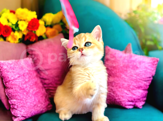 Lisanslı Üretim Evinden British Shorthair Golden görsel