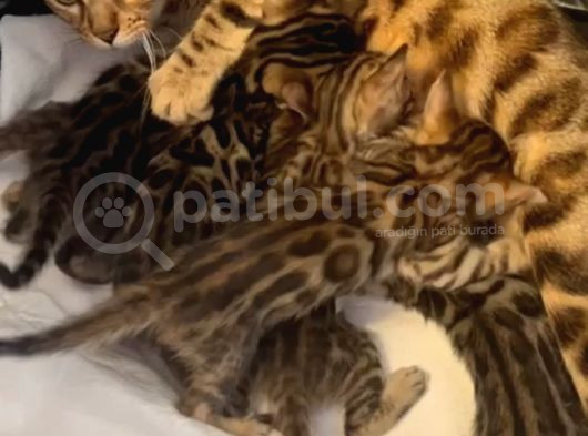 Tüy Dökmez Irk Bengal Yavrular