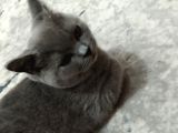 British Shorthair Cins Kedimizin yeni Sahibini arıyoruz