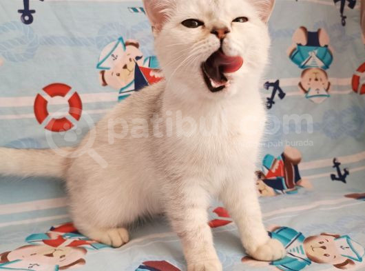 Bri̇ti̇sh Si̇lver Di̇şi̇ görsel