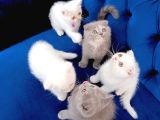 Safkan Scottish fold