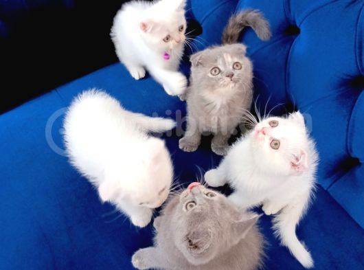 Safkan Scottish Fold