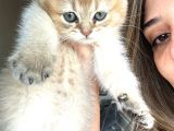 Mükemmel Golden Shorthair Yavru