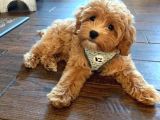 Maltipoo Yavrular En iyi arkadaşınız olucak