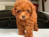Kore Kan Teacup Red Brown Toy Poodle Ev Neşesi