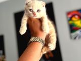 Safkan Evraklı Eğitimli Scottish Fold Yavruları