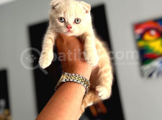 Safkan Evraklı Eğitimli Scottish Fold Yavruları görsel