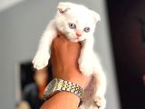 Safkan Evraklı Eğitimli Scottish Fold Yavruları