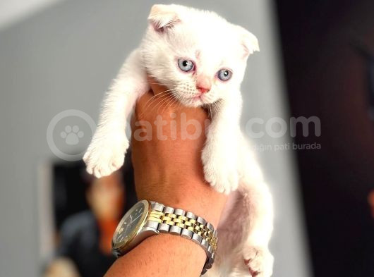 Safkan Evraklı Eğitimli Scottish Fold Yavruları görsel