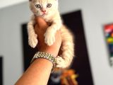 Safkan Evraklı Eğitimli Scottish Fold Yavruları