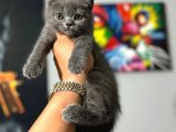 Safkan Evraklı Eğitimli Scottish Fold Yavruları