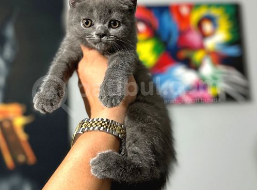 Safkan Evraklı Eğitimli Scottish Fold Yavruları görsel