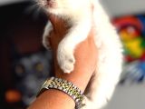 Safkan Evraklı Eğitimli Scottish Fold Yavruları