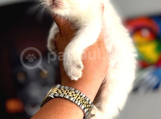 Safkan Evraklı Eğitimli Scottish Fold Yavruları görsel