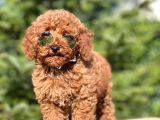 Tooy poodle cinsi kıpkırmızı Red mini Boy 