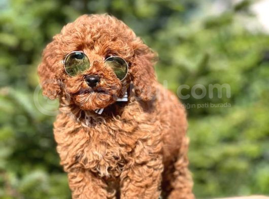 Tooy Poodle Cinsi Kıpkırmızı Red Mini Boy 