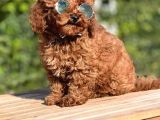 Tooy Poodle Cinsi Kıpkırmızı Red Mini Boy 