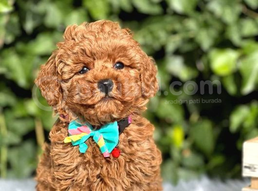 Kıpkırmızı Red Tooy Poodle Sevimli Yavrular  görsel