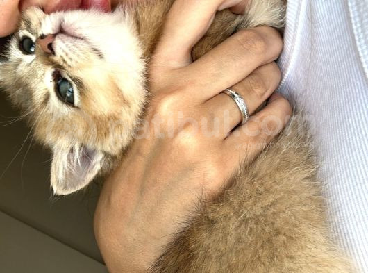 Mükemmel Golden Shorthair Yavru görsel