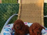Kore Kan Poodle Bebeklerimiz