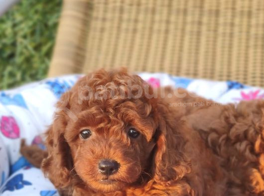 Kore Kan Poodle Bebeklerimiz görsel