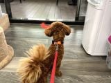 9 Aylık Erkek Toy Poodle