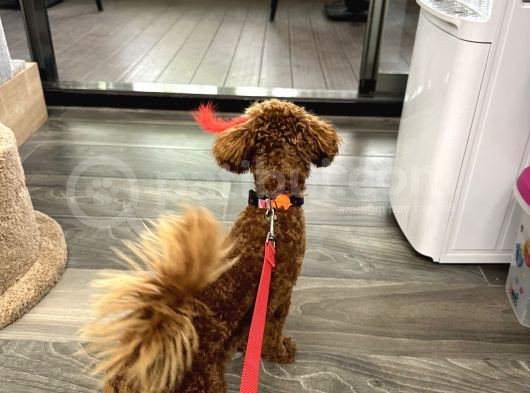 9 Aylık Erkek Toy Poodle görsel