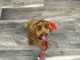 9 aylık erkek toy poodle