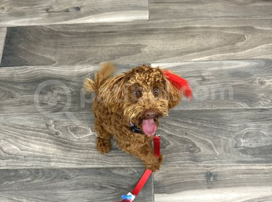 9 Aylık Erkek Toy Poodle