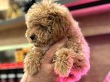 Maltipoo Yavrularım Sağlık Ve Irk Garantilidir