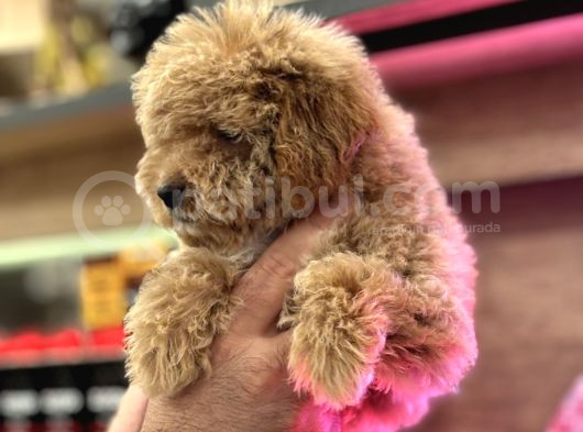 Maltipoo Yavrularım Sağlık Ve Irk Garantilidir