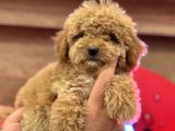 Maltipoo Yavrularım Sağlık Ve Irk Garantilidir