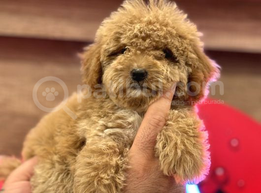 Maltipoo Yavrularım Sağlık Ve Irk Garantilidir görsel