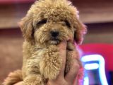 Maltipoo Yavrularım Sağlık Ve Irk Garantilidir