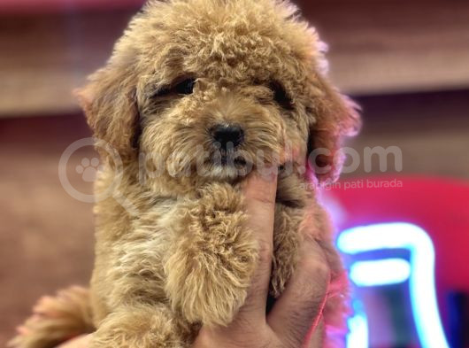 Maltipoo Yavrularım Sağlık Ve Irk Garantilidir görsel