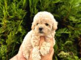 Güzel Yüzlü Maltipoo Bebeklerimiz