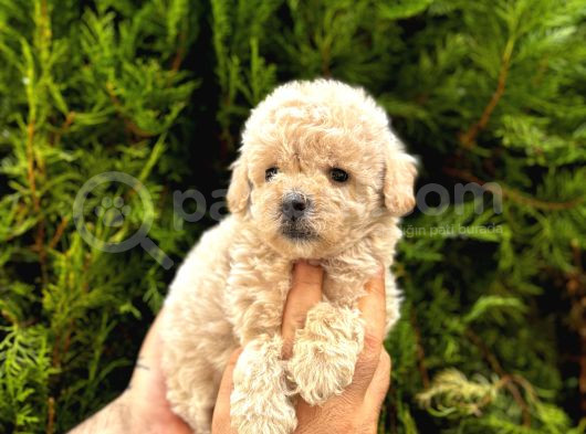 Güzel Yüzlü Maltipoo Bebeklerimiz