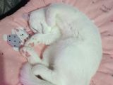 2 Yaşında Dişi British Shorthair 