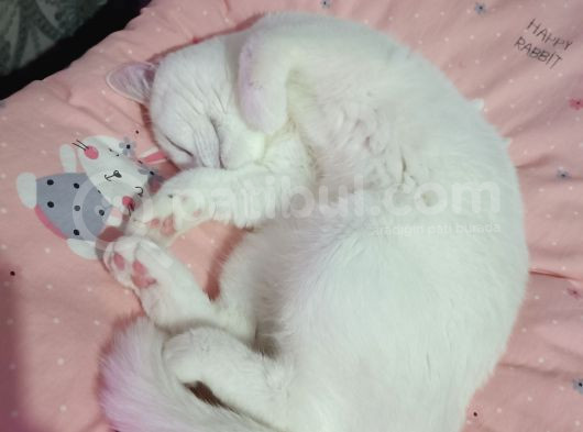 2 Yaşında Dişi British Shorthair  görsel