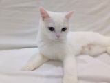 2 Yaşında Dişi British Shorthair 