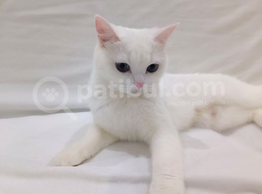 2 Yaşında Dişi British Shorthair  görsel